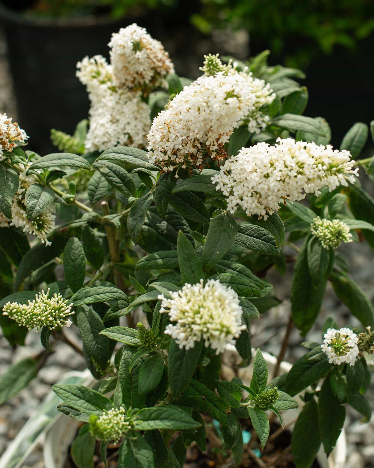 Pugster White Buddleia Butterfly Bush