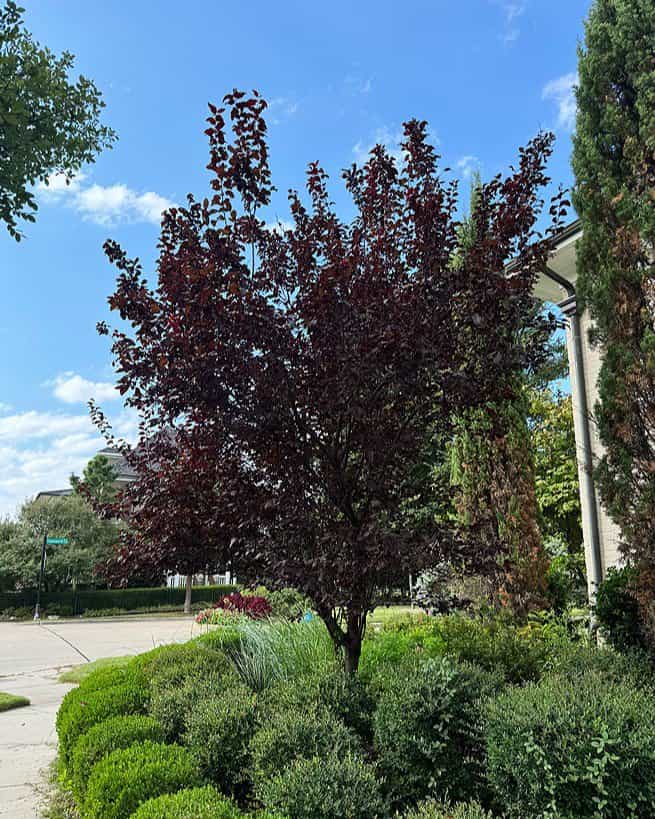 Purple Leaf Plum Krauter Vesuvius