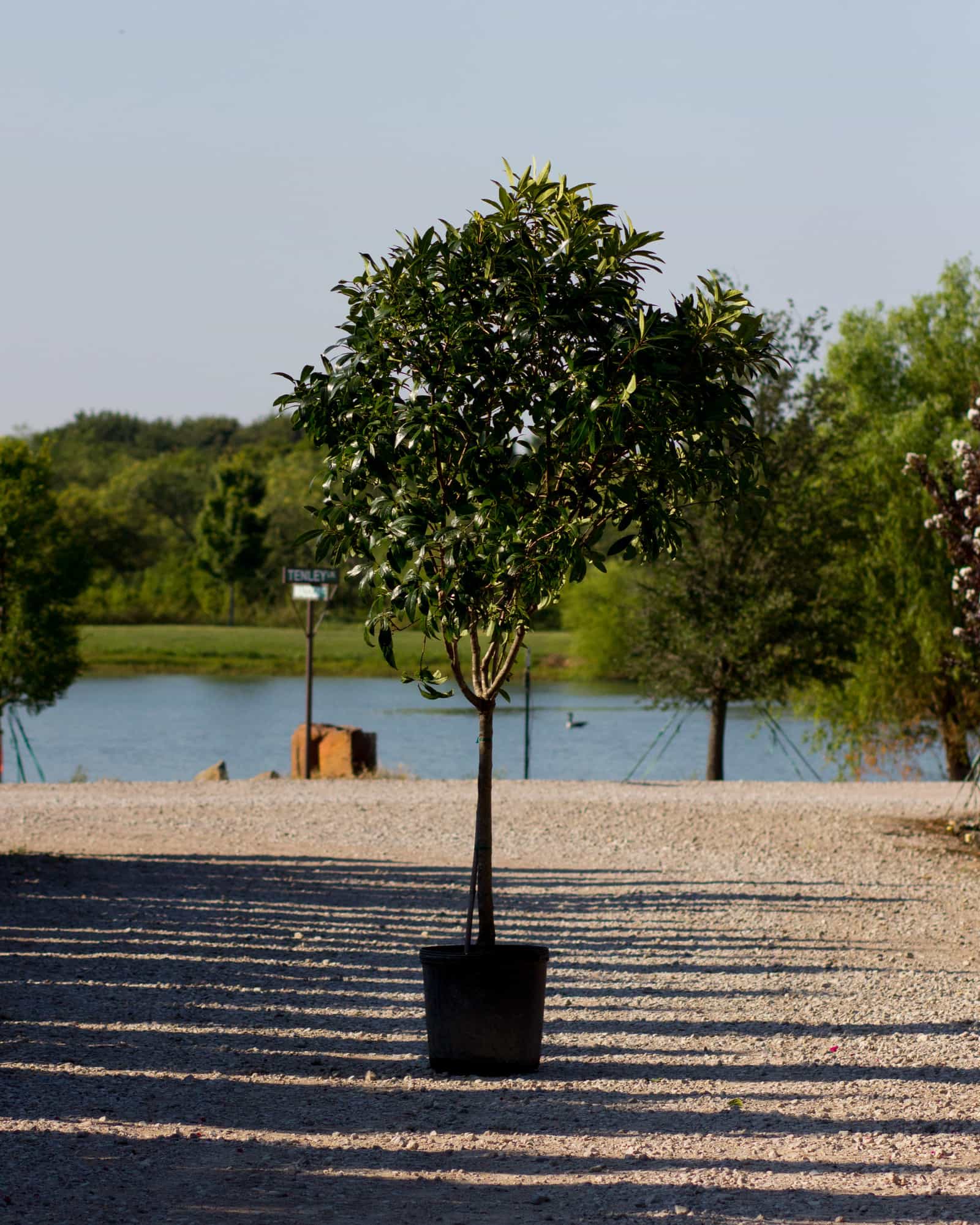 Pygmy Fringe Tree
