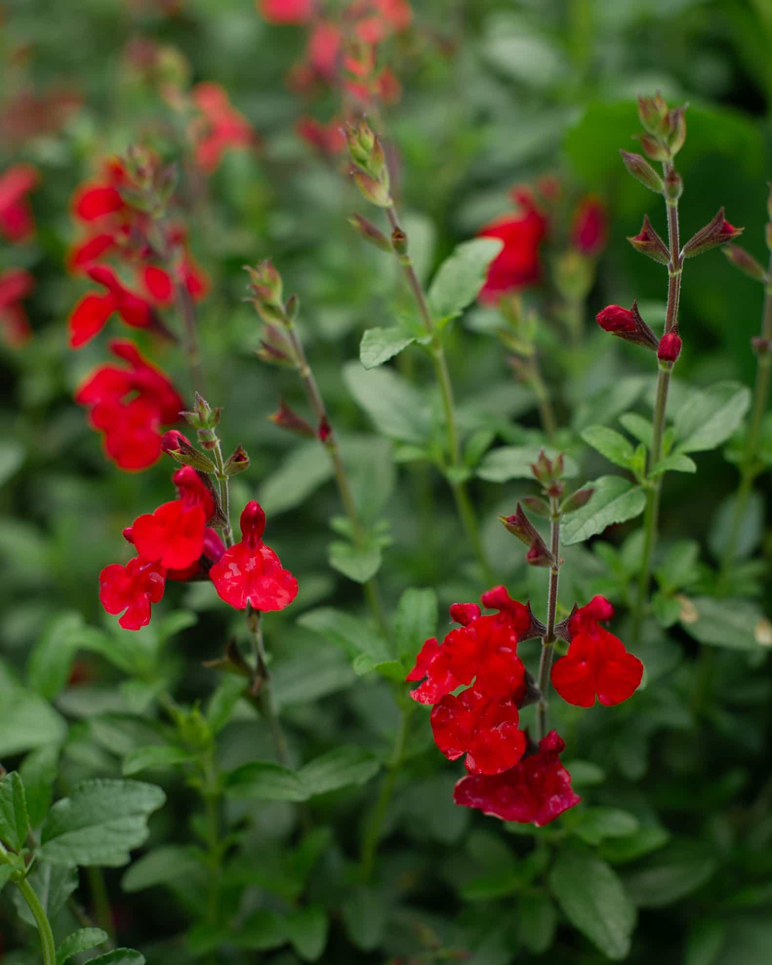 Red Salvia Greggii