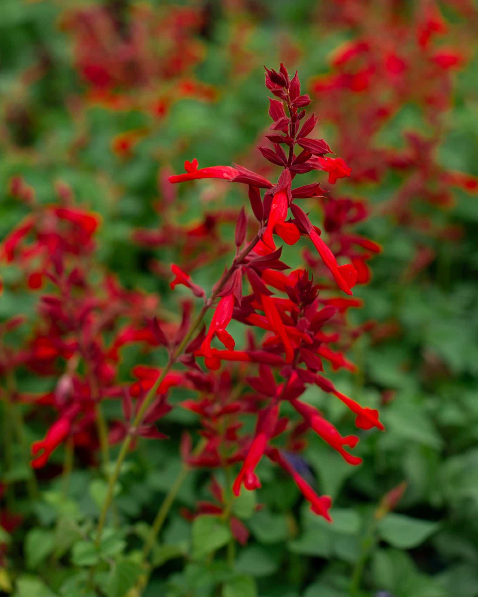 Roman Red Salvia