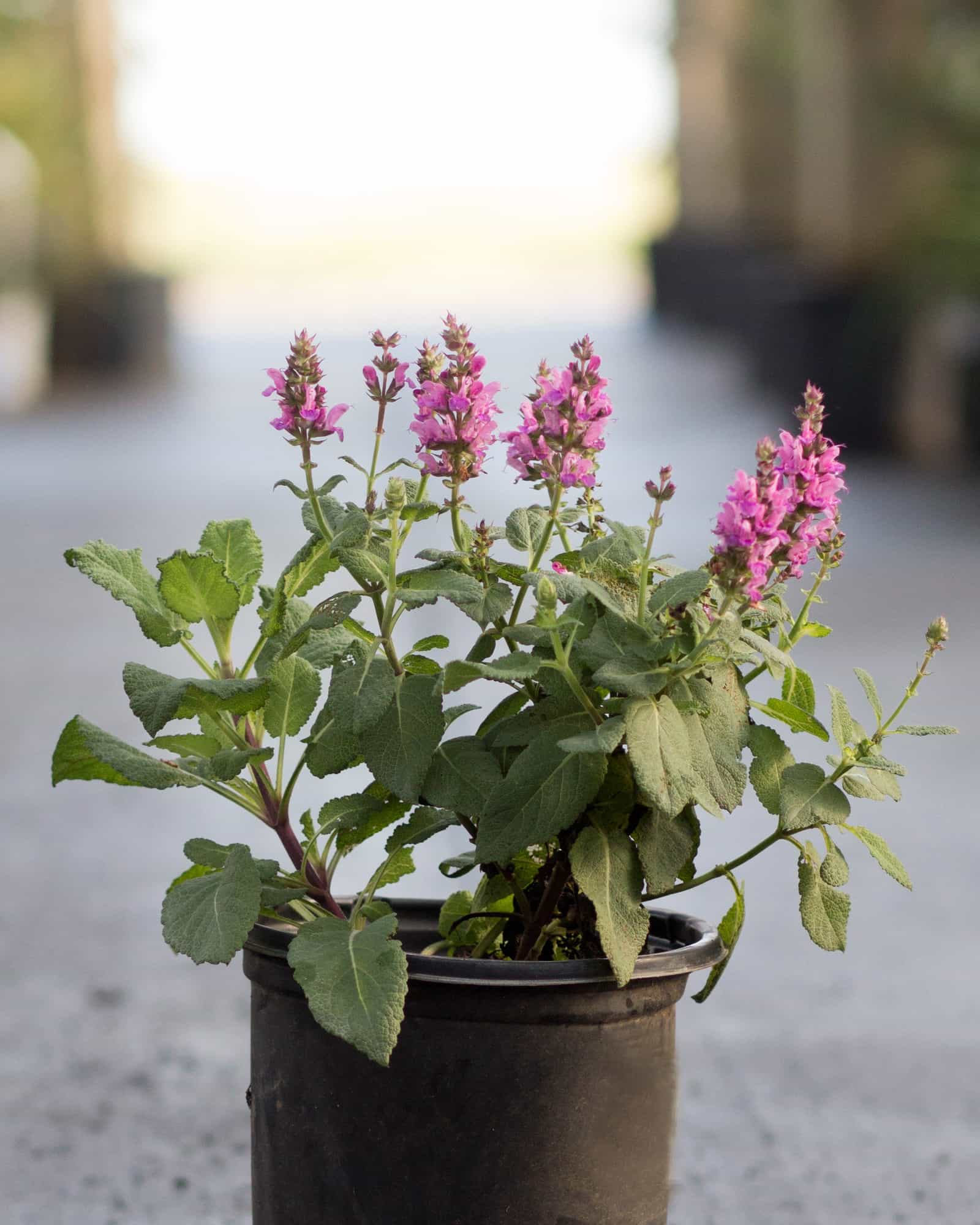 Rose Marvel Salvia
