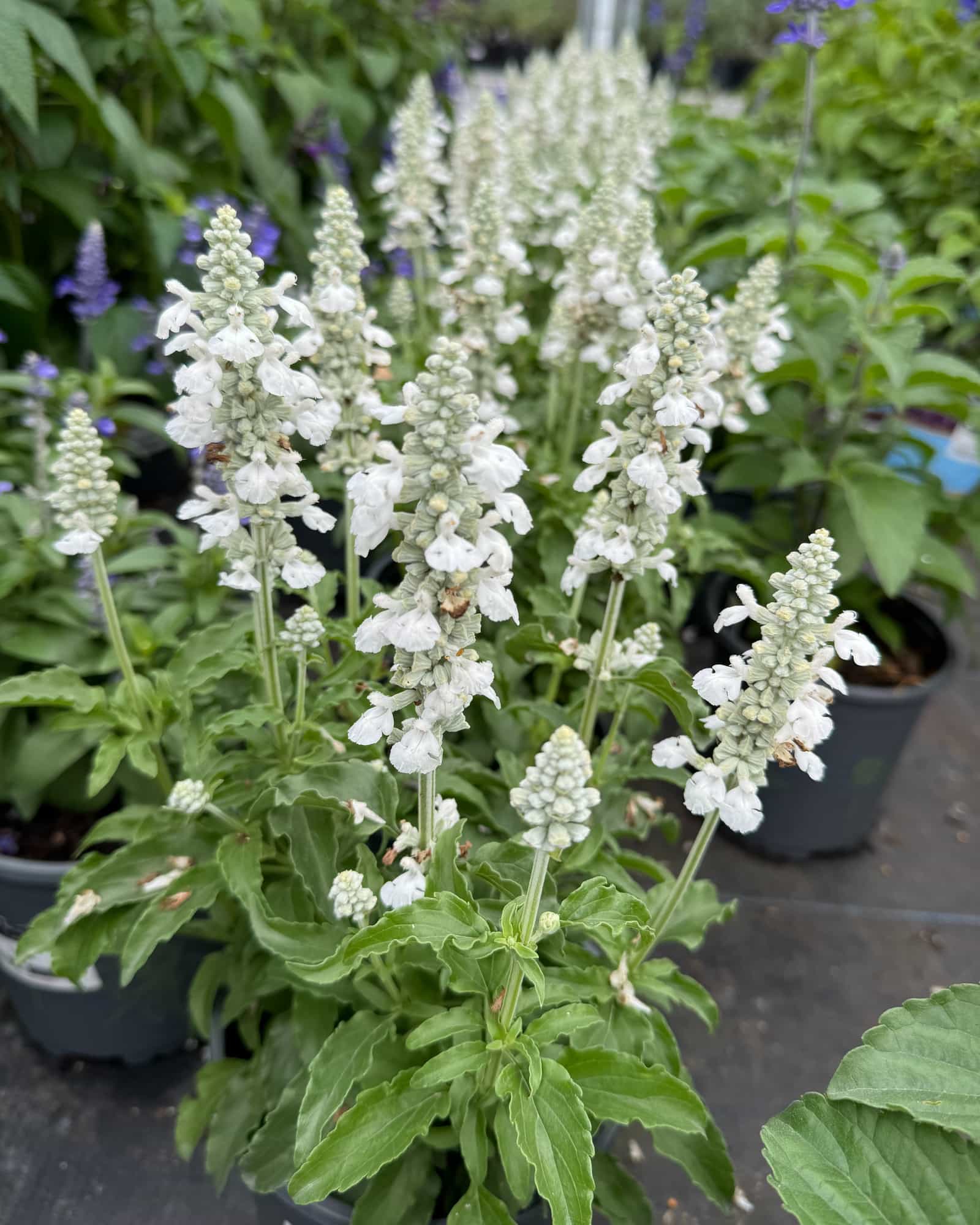 Sallyfun Pure White Salvia