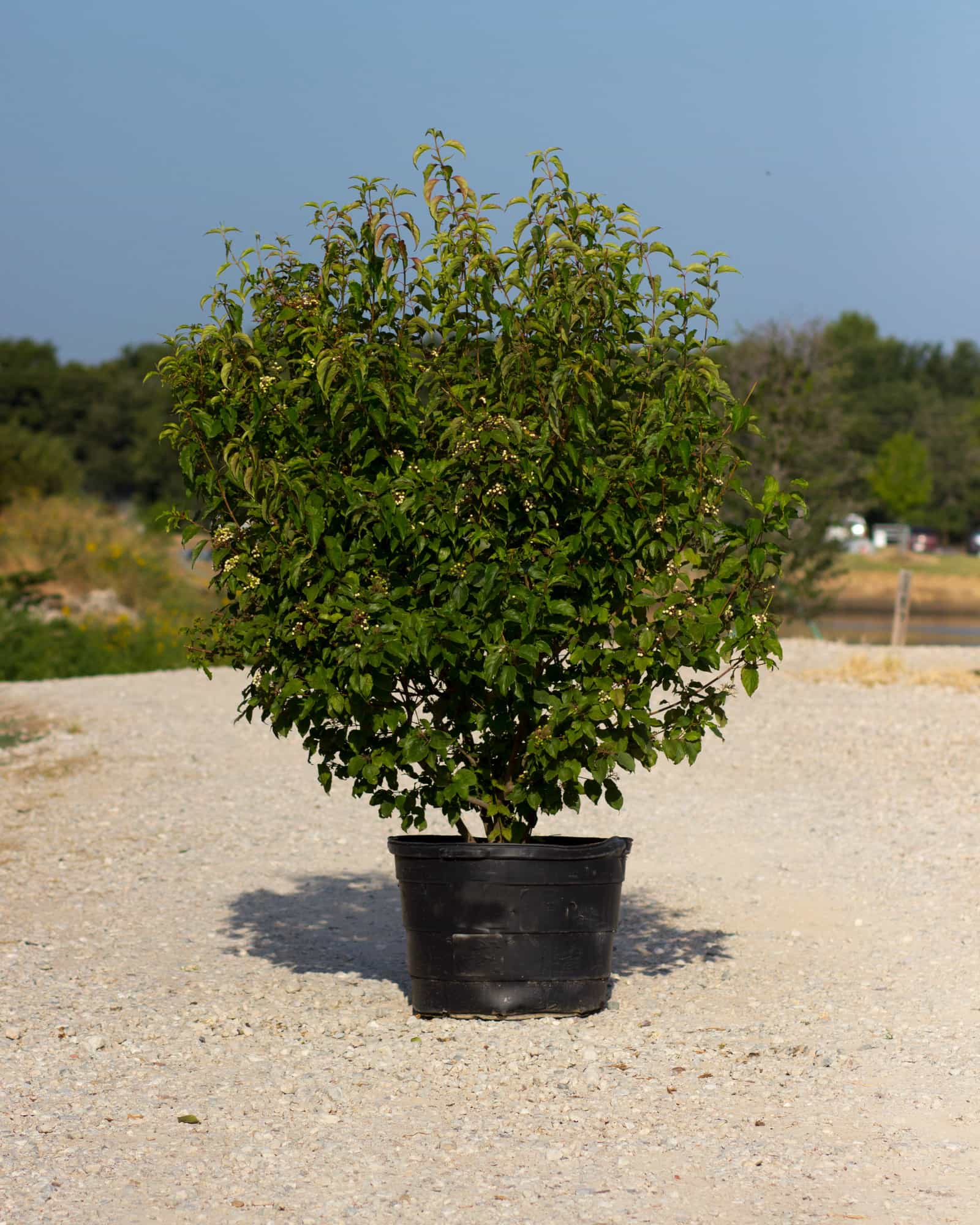 Roughleaf Dogwood