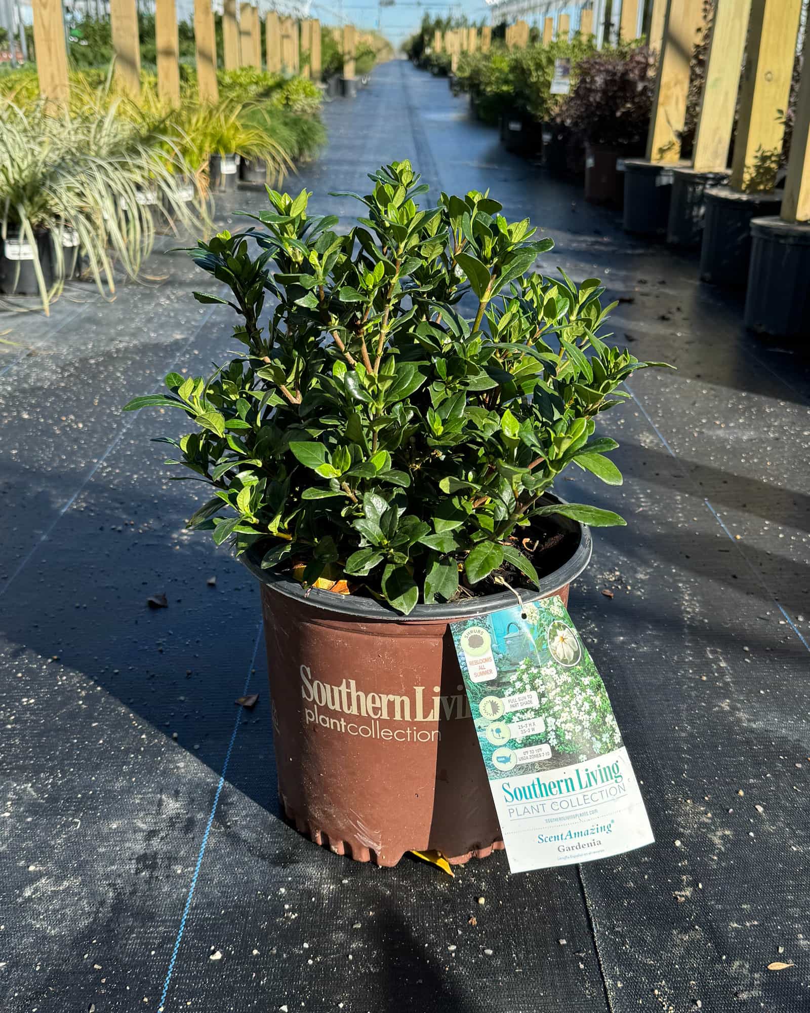 ScentAmazing Gardenia