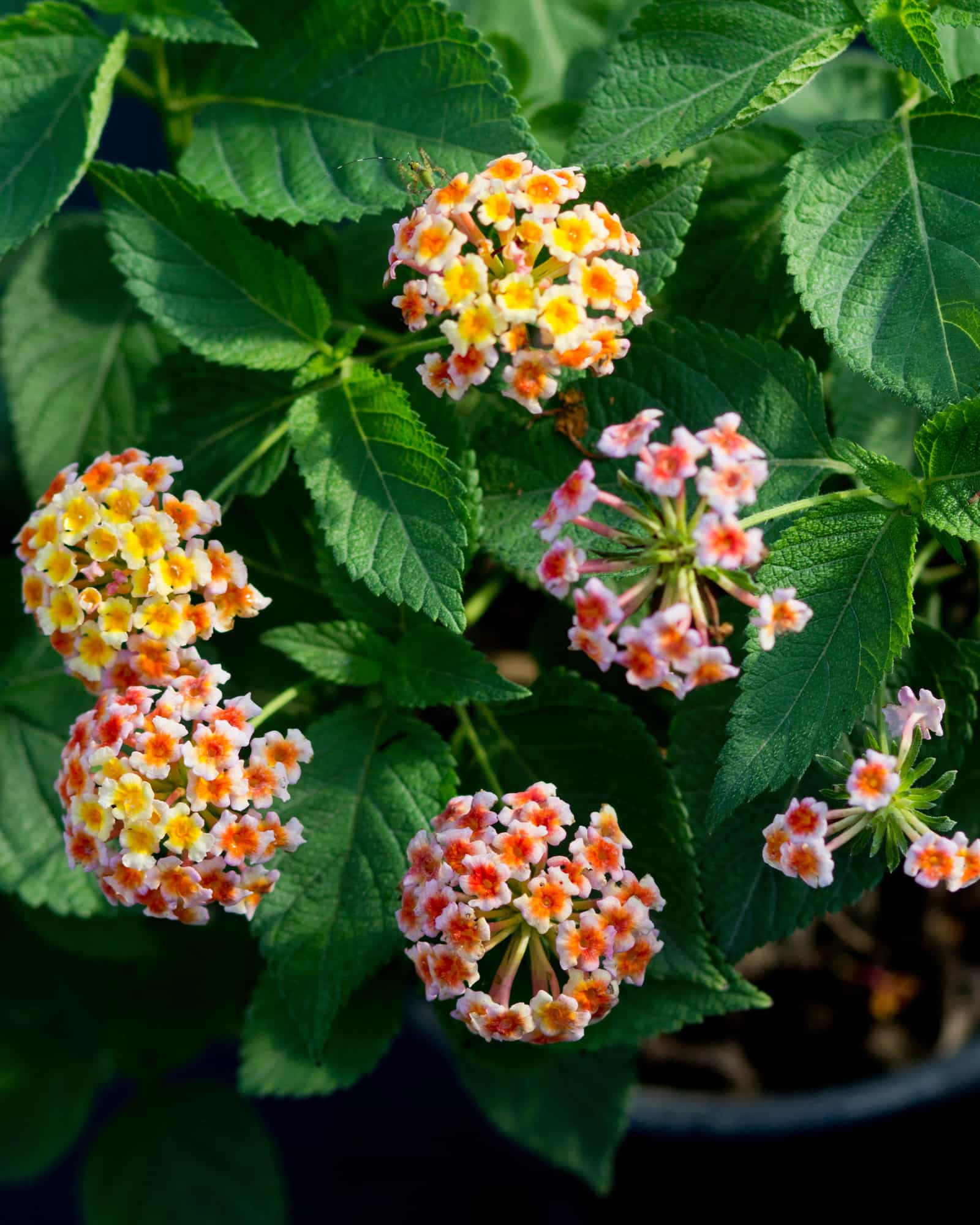 Shamrock Peach Lantana
