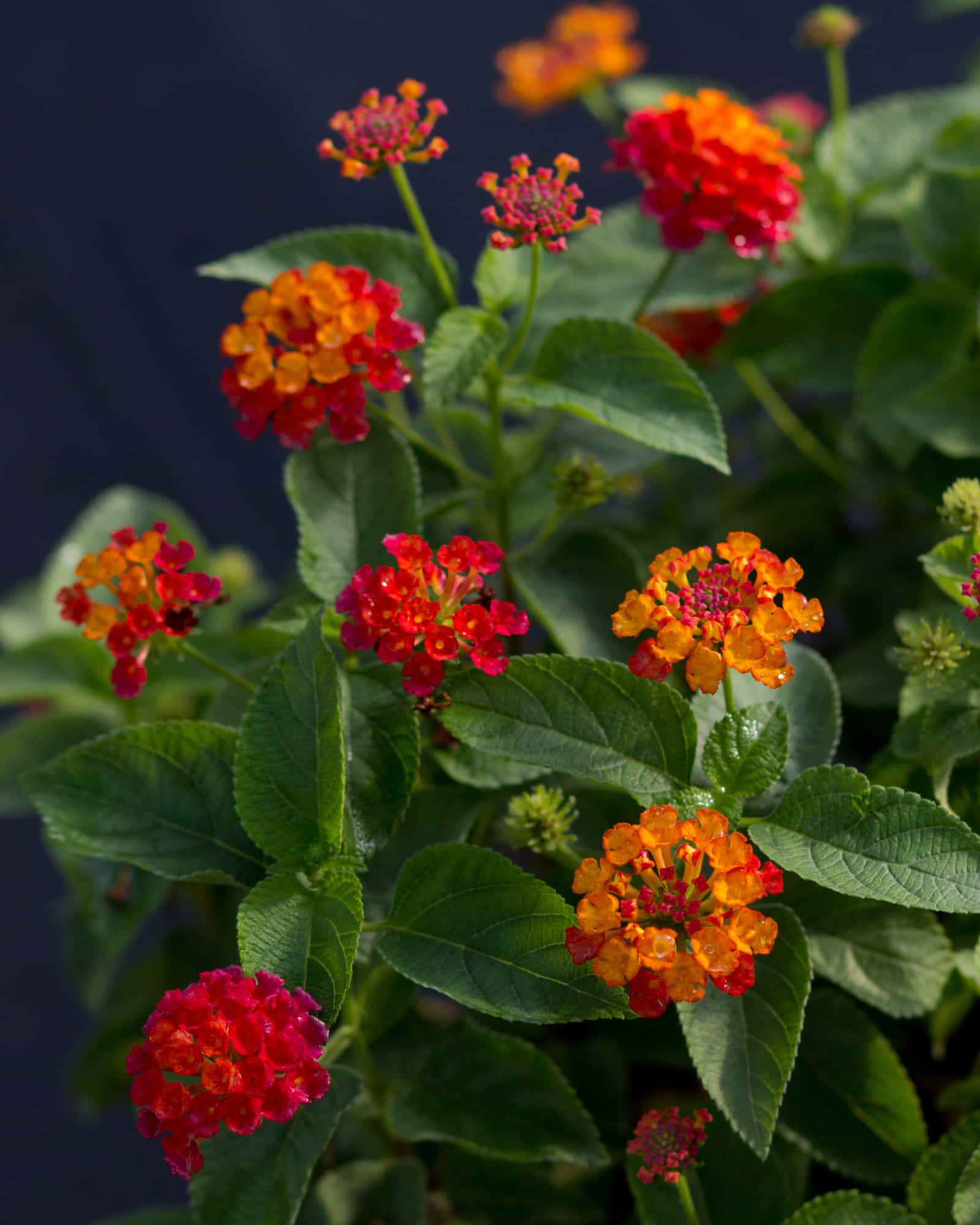 Shamrock Red Lantana