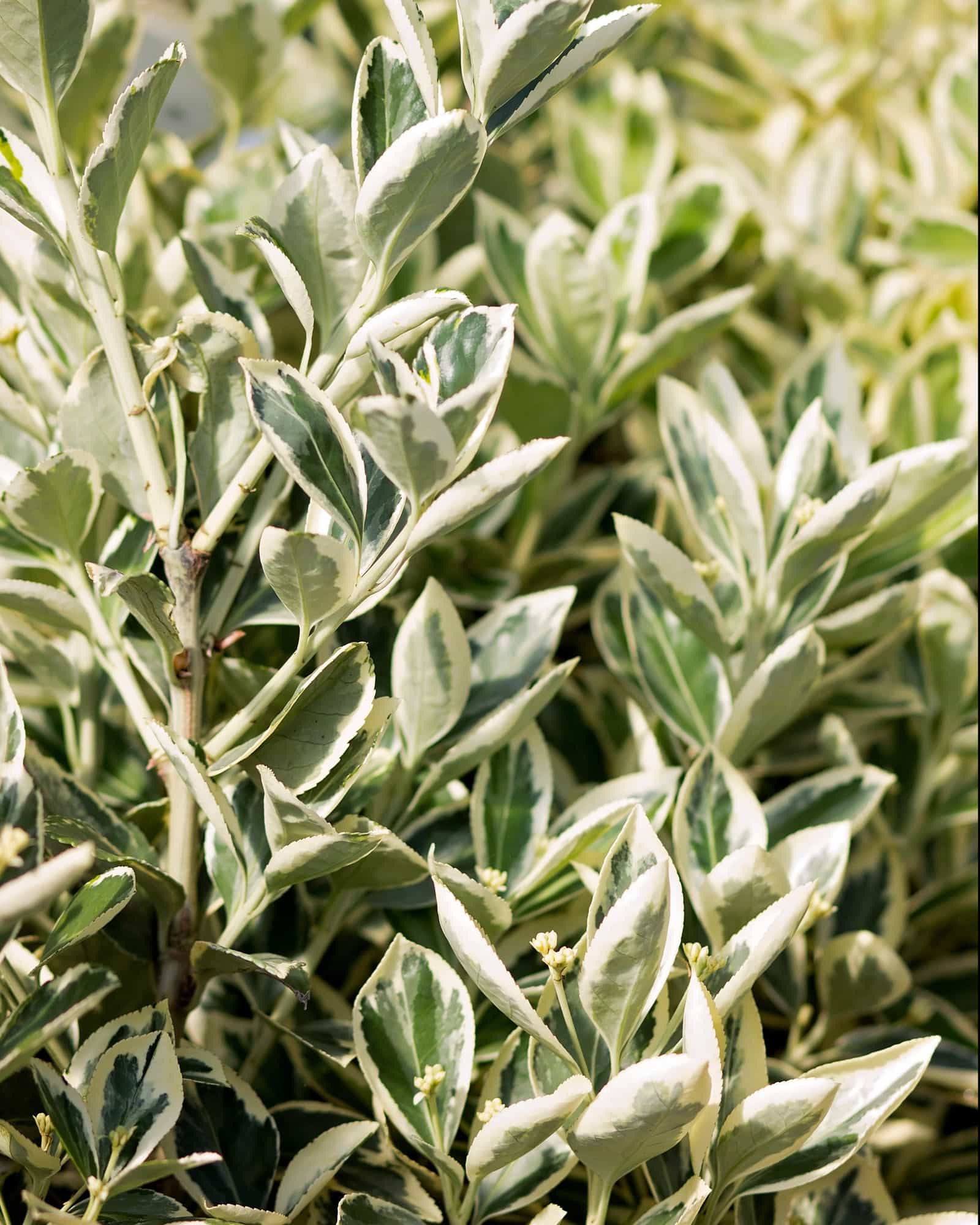 Silver King Euonymus