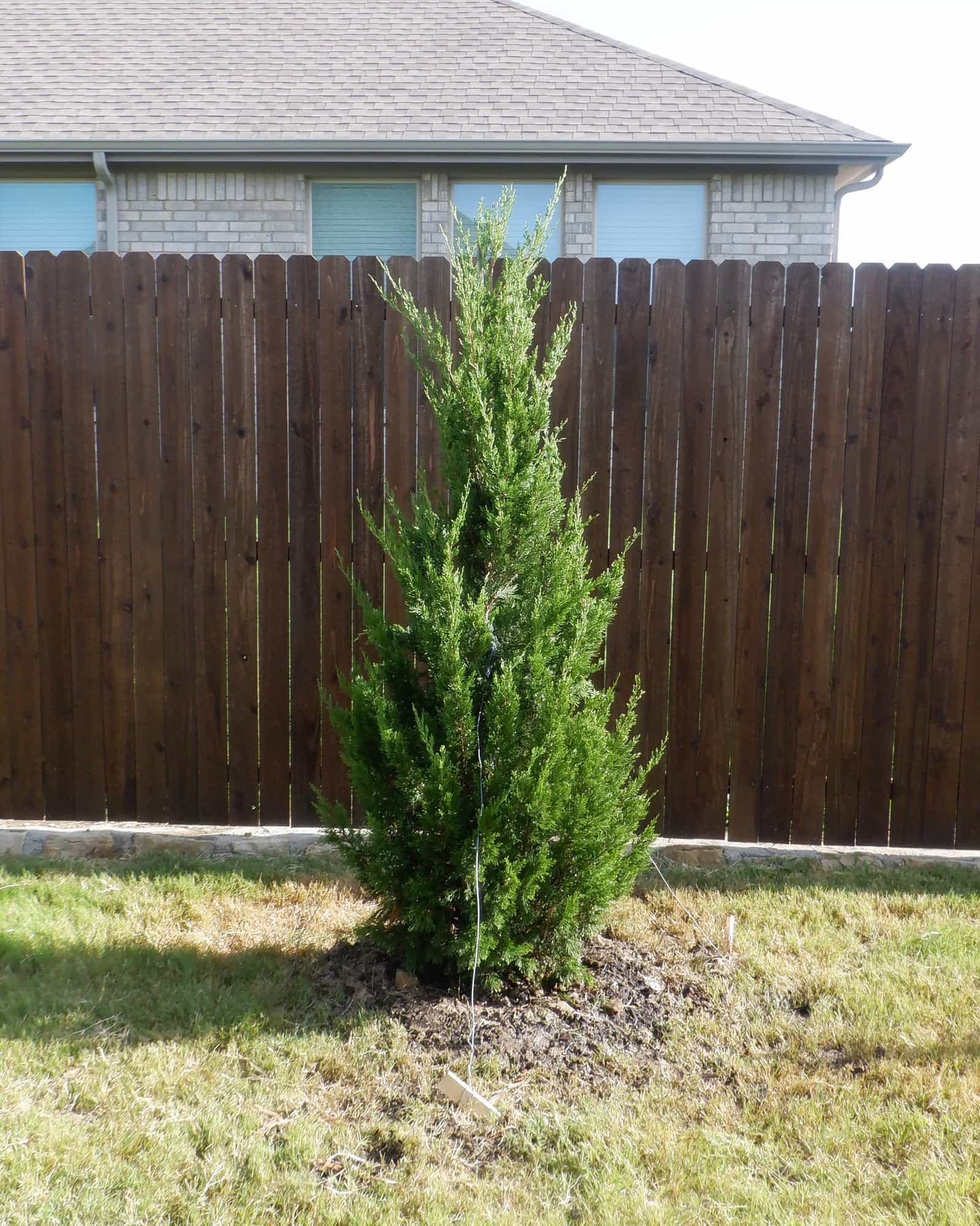 Spartan Juniper