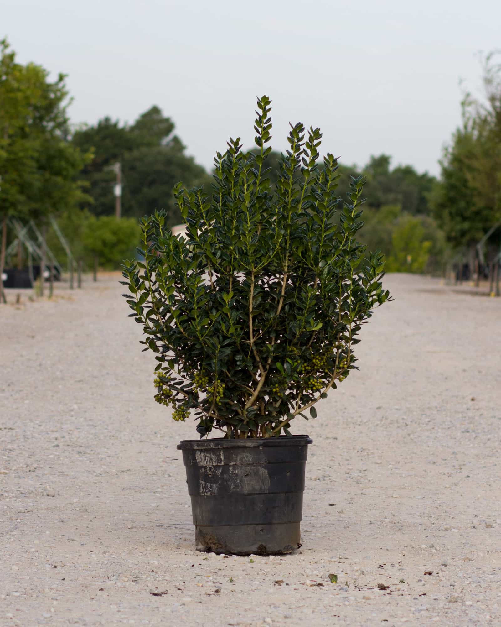 Burford Holly