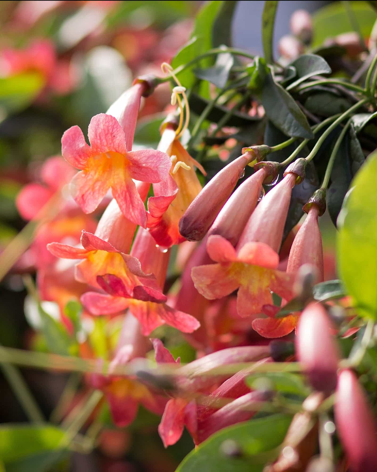 Tangerine Beauty Crossvine