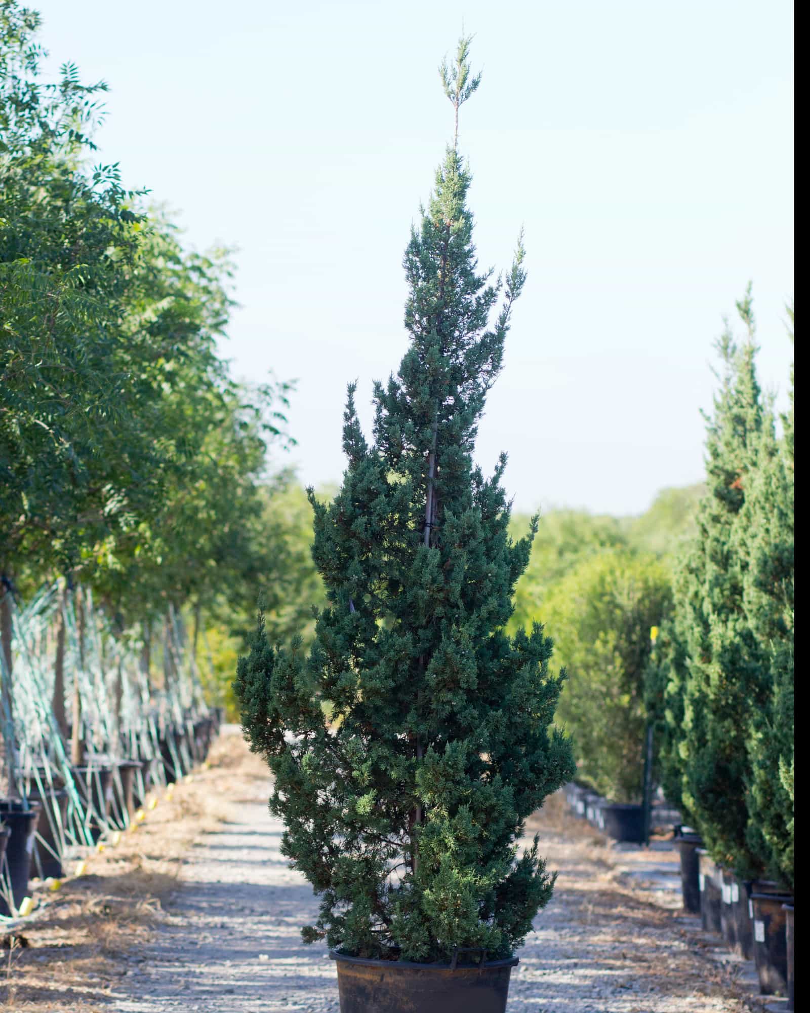 Trautman Juniper
