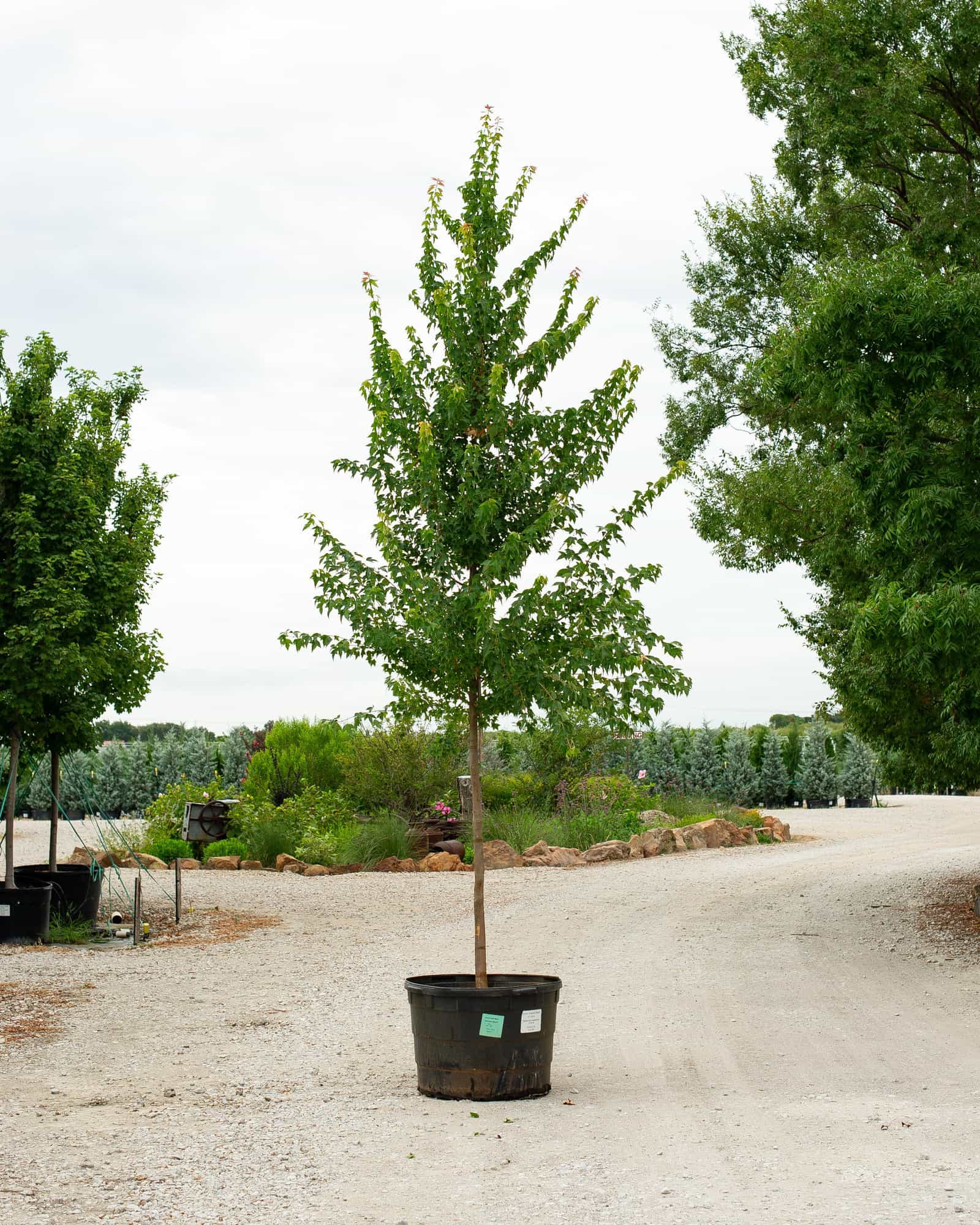 Trident Maple Aeryn