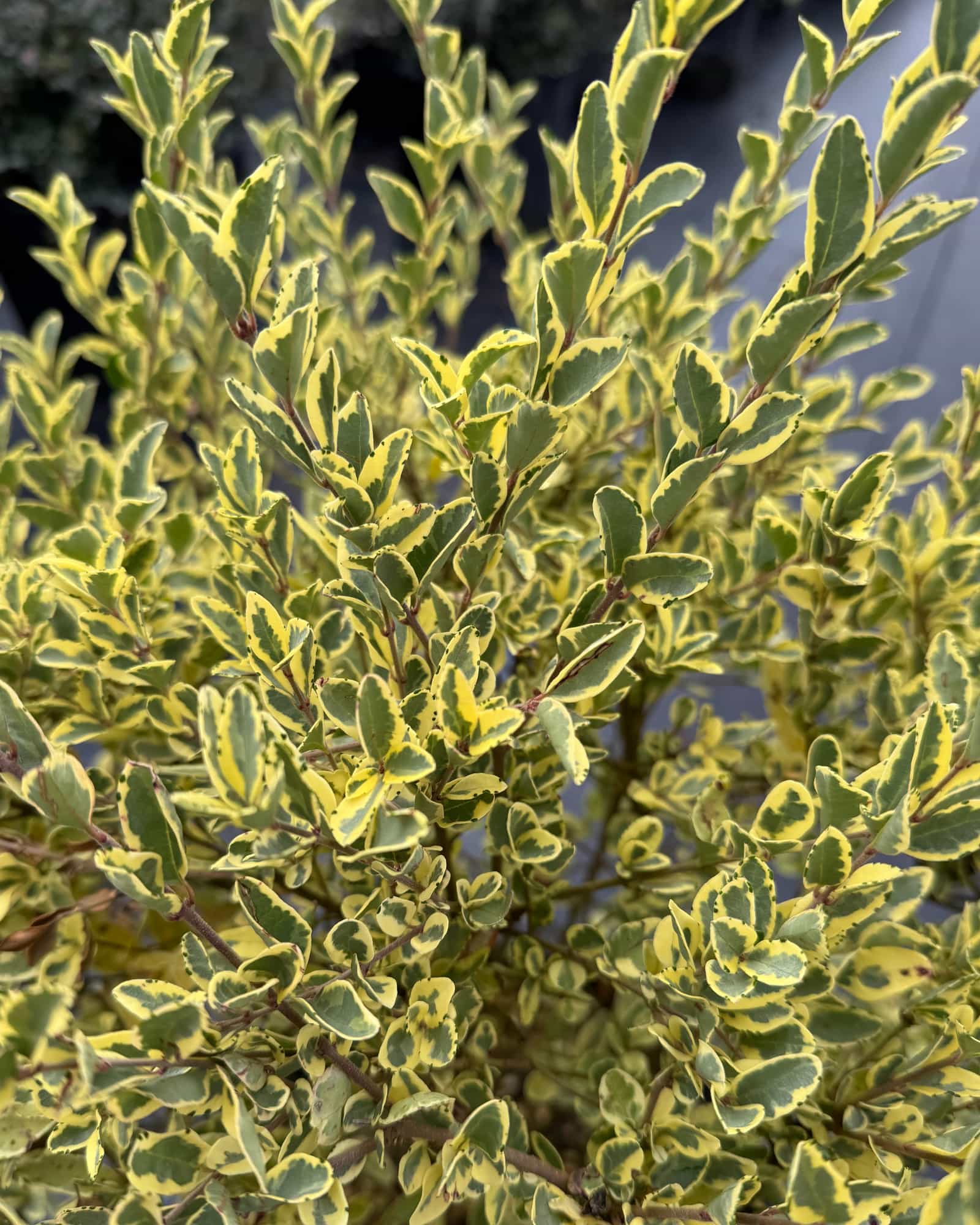 Variegated Privet Ligustrum