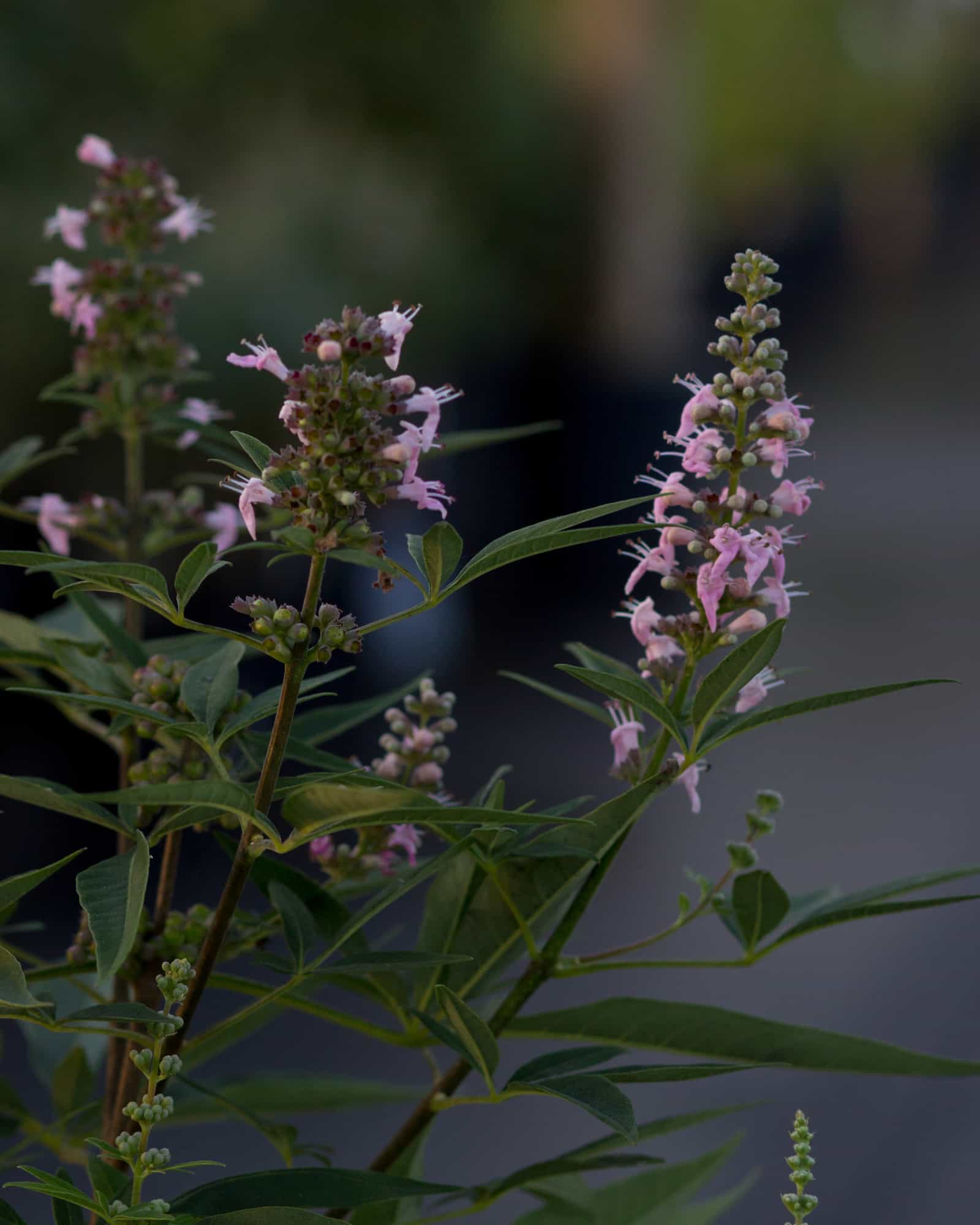 Vitex Galactic Pink