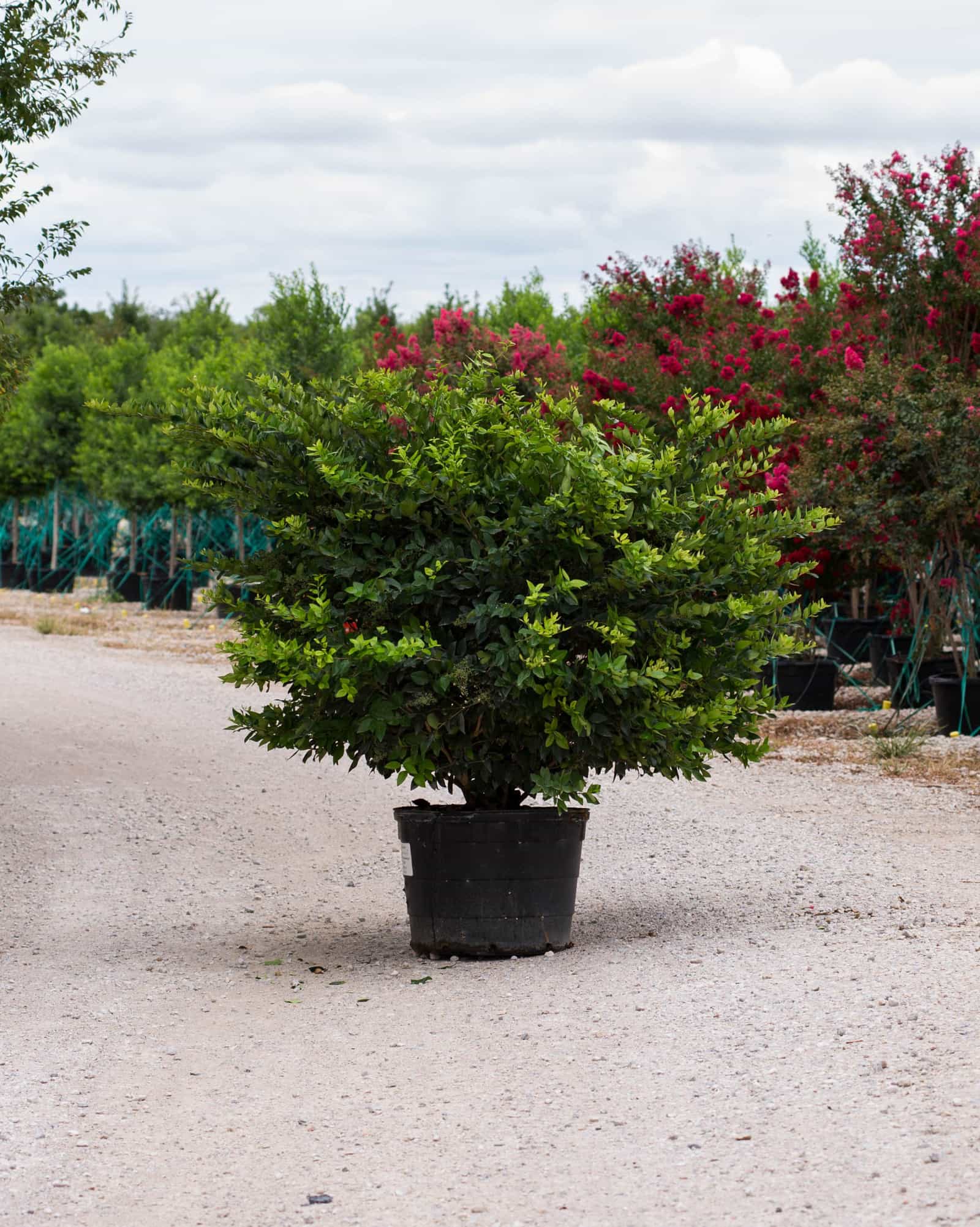 Wax Leaf Ligustrum