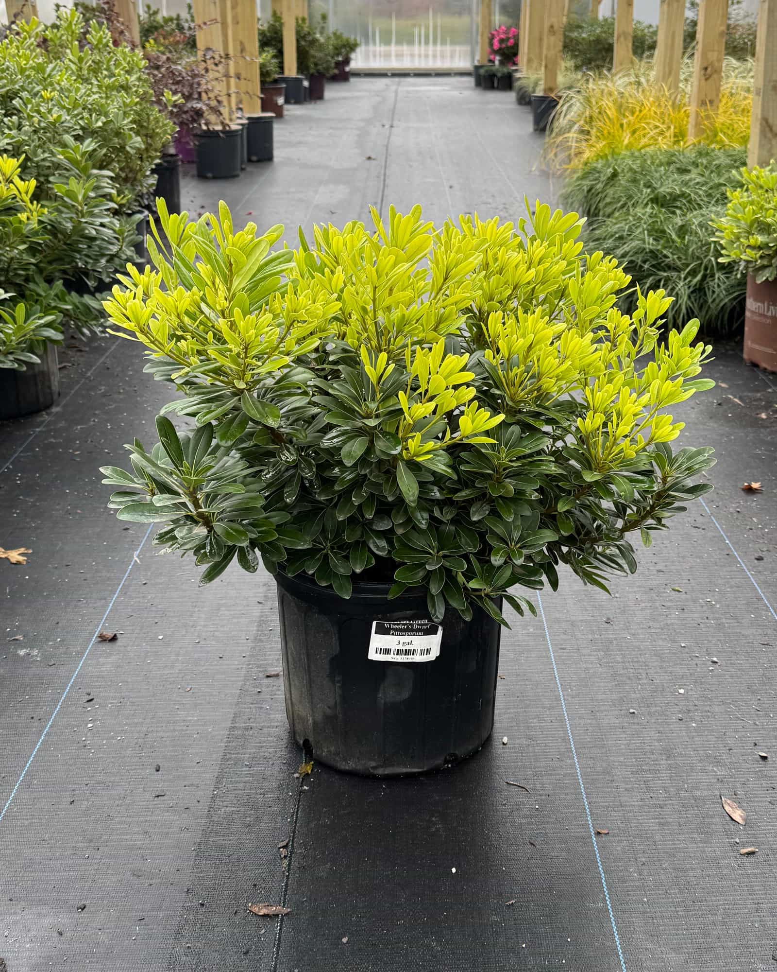 Wheeler's Dwarf Pittosporum
