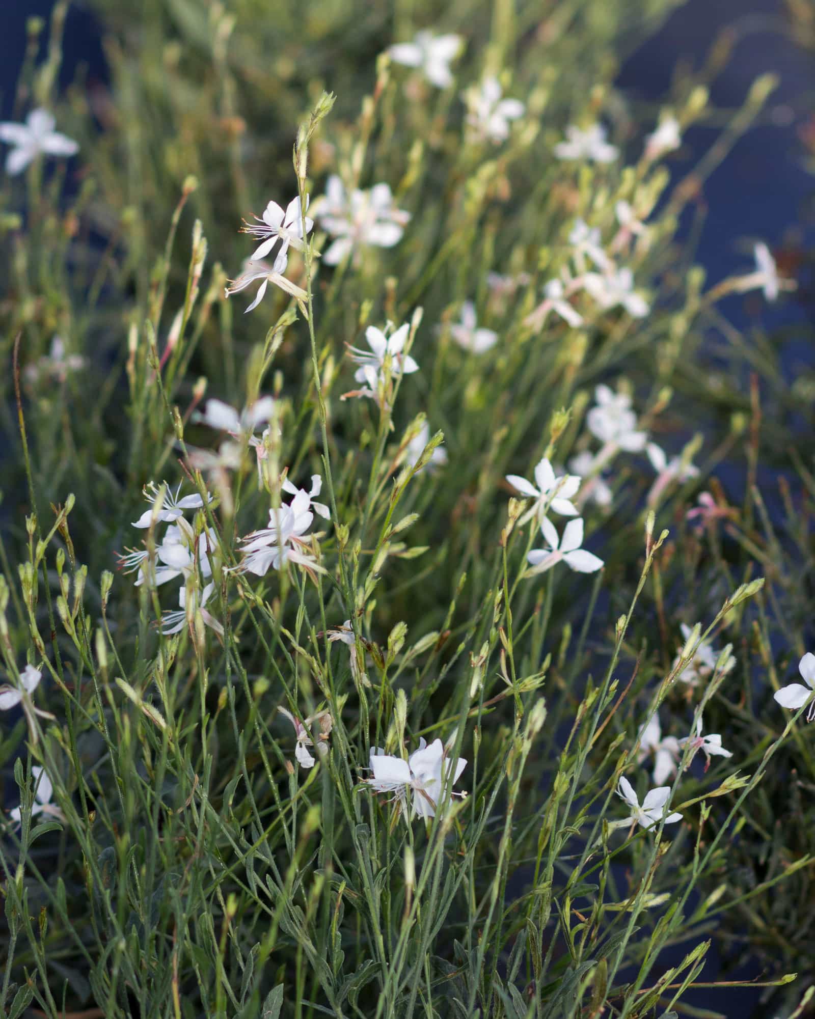 Whirling Butterflies Gaura