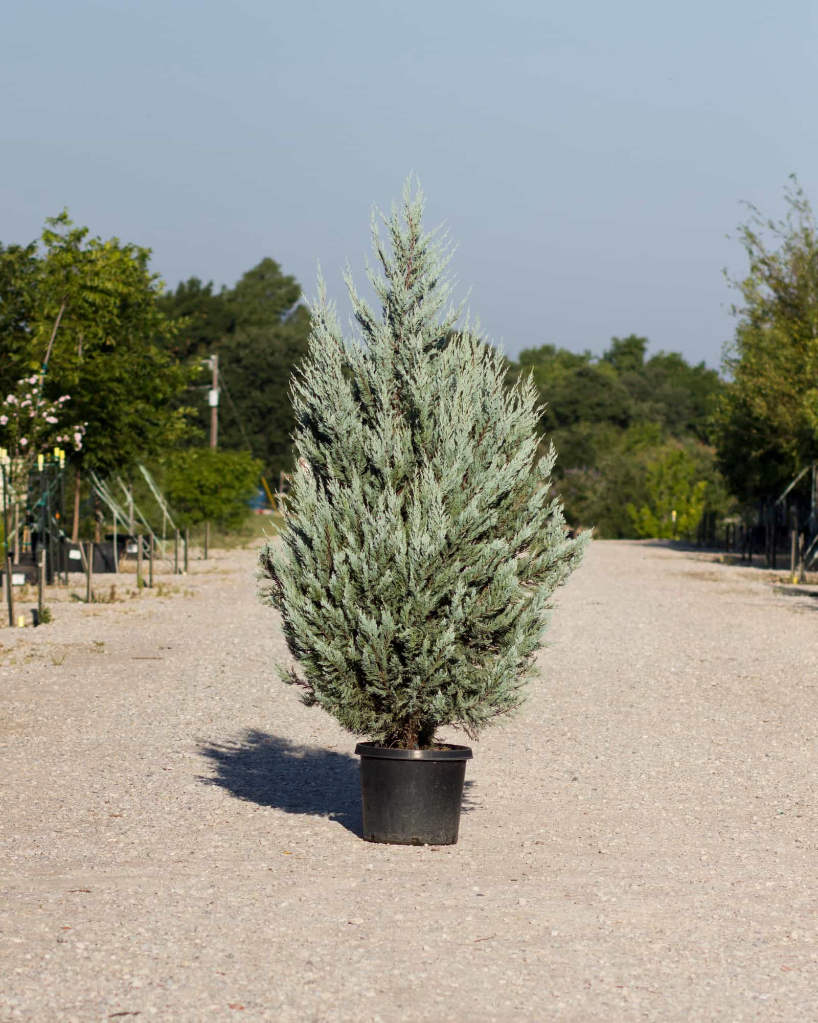 Wichita Blue Juniper