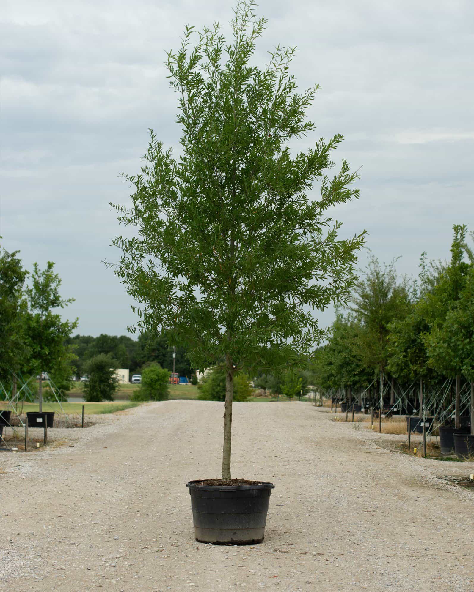 Willow Oak