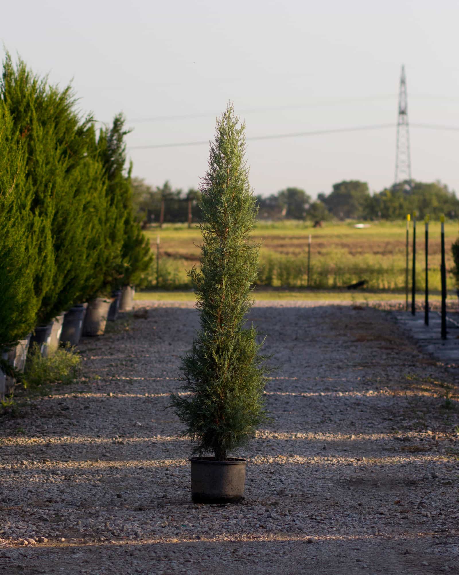 Woodward Juniper