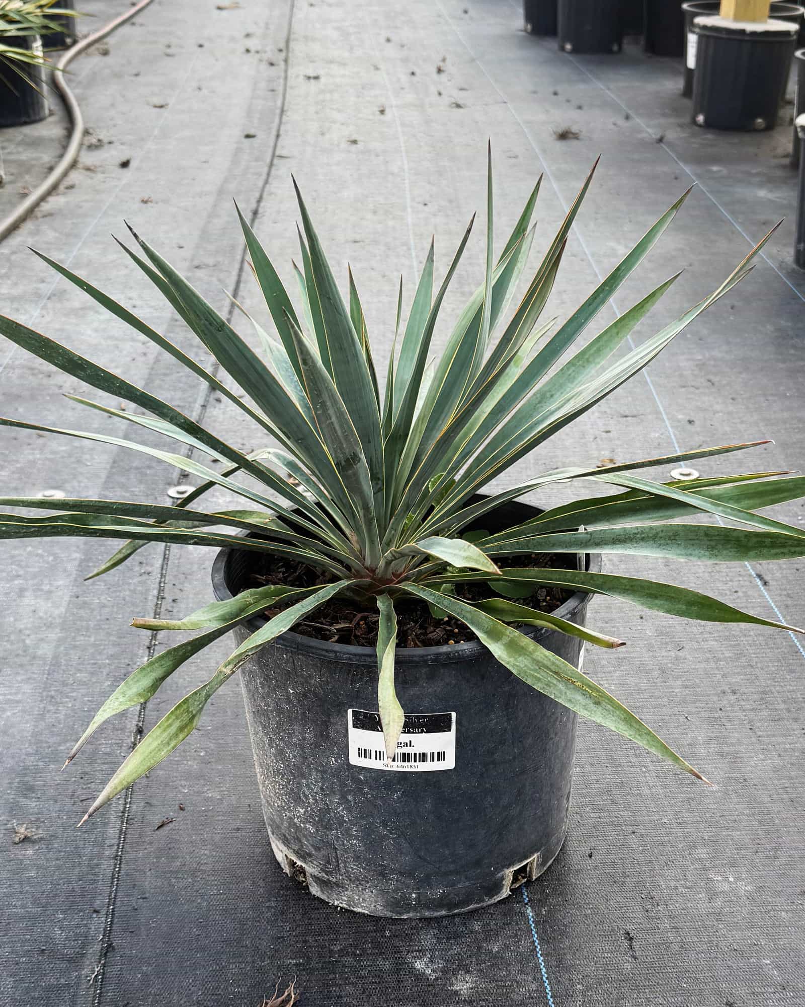 Yucca Silver Anniversary