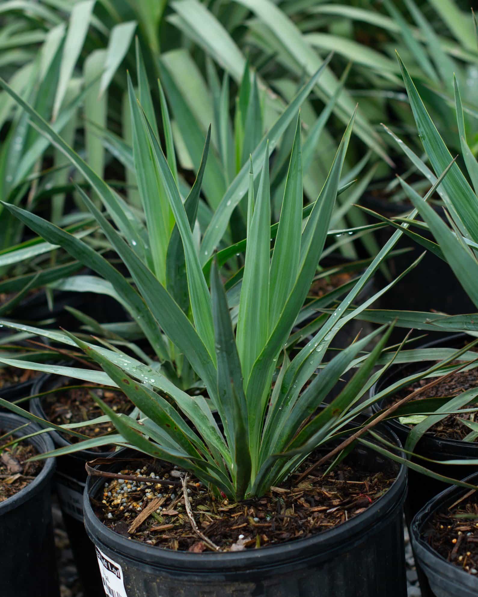 Yucca Soft Leaf