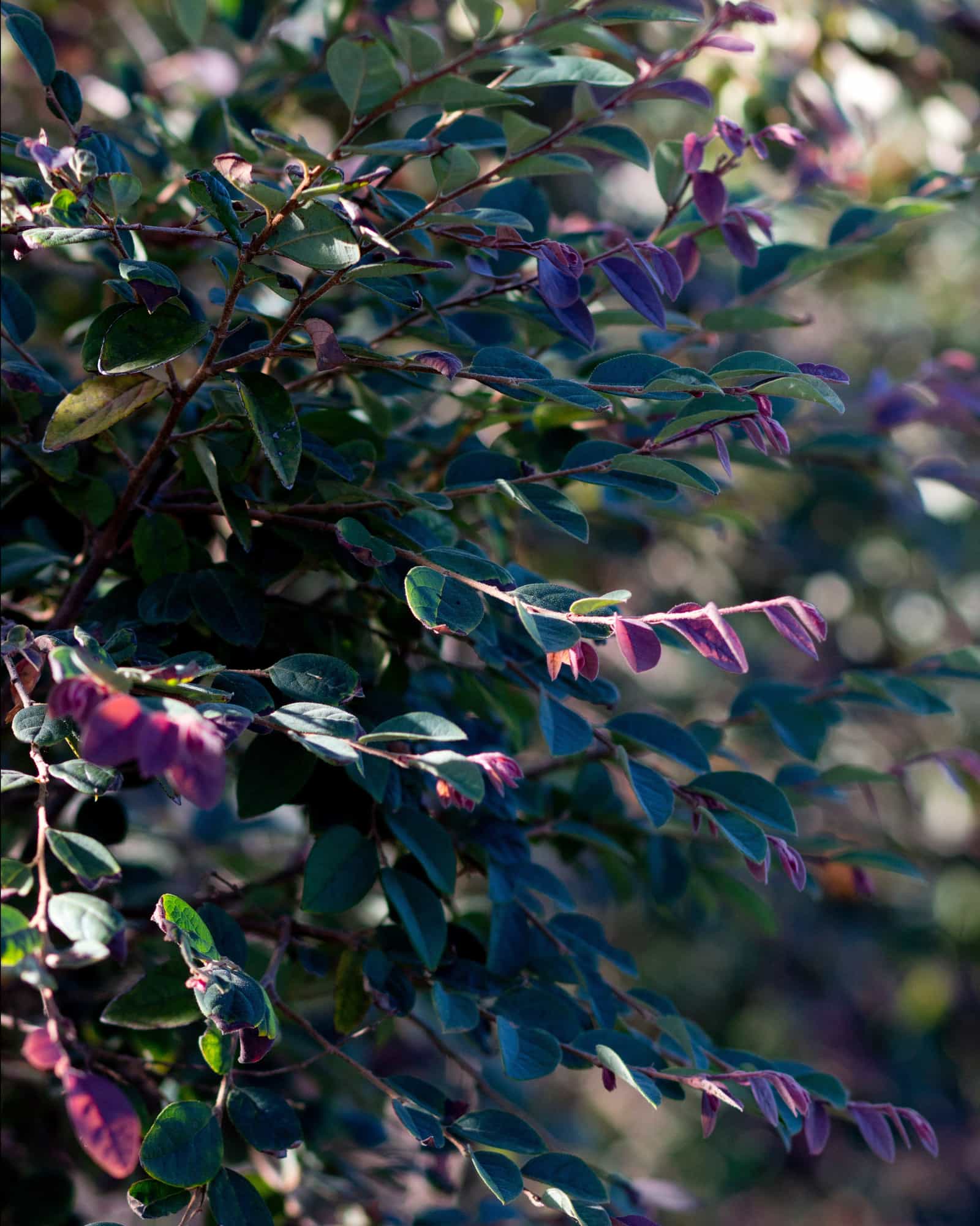 Zhuzhou Loropetalum Tree Form