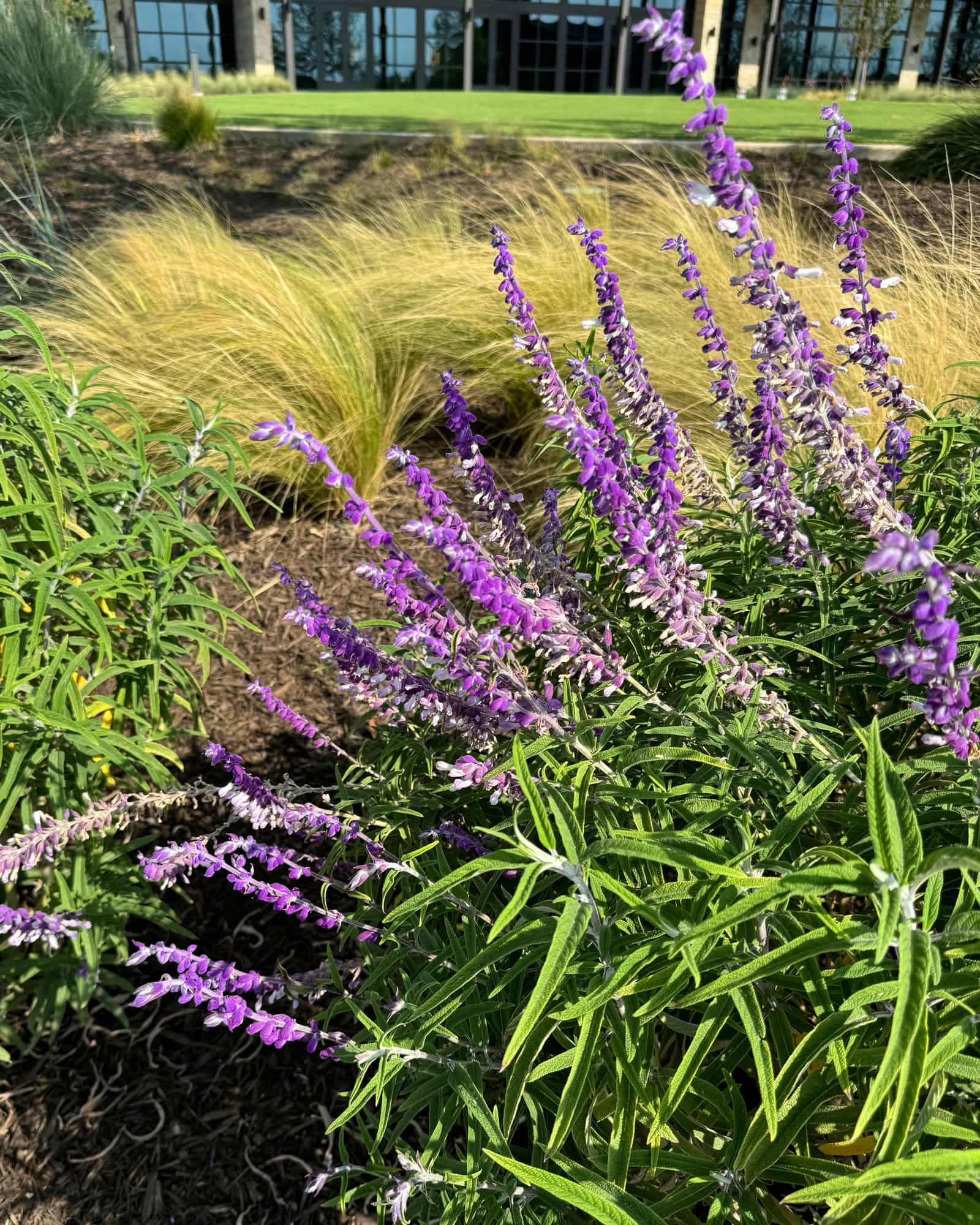 Mexican Bush Sage
