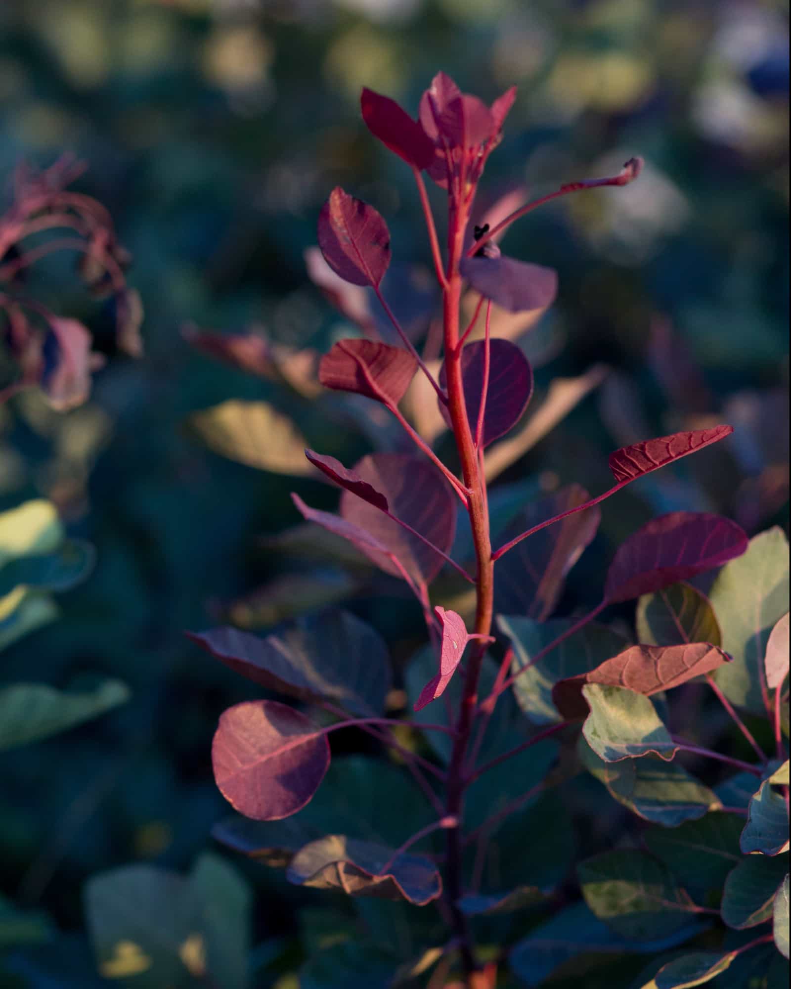 Dusky Maiden Smoketree