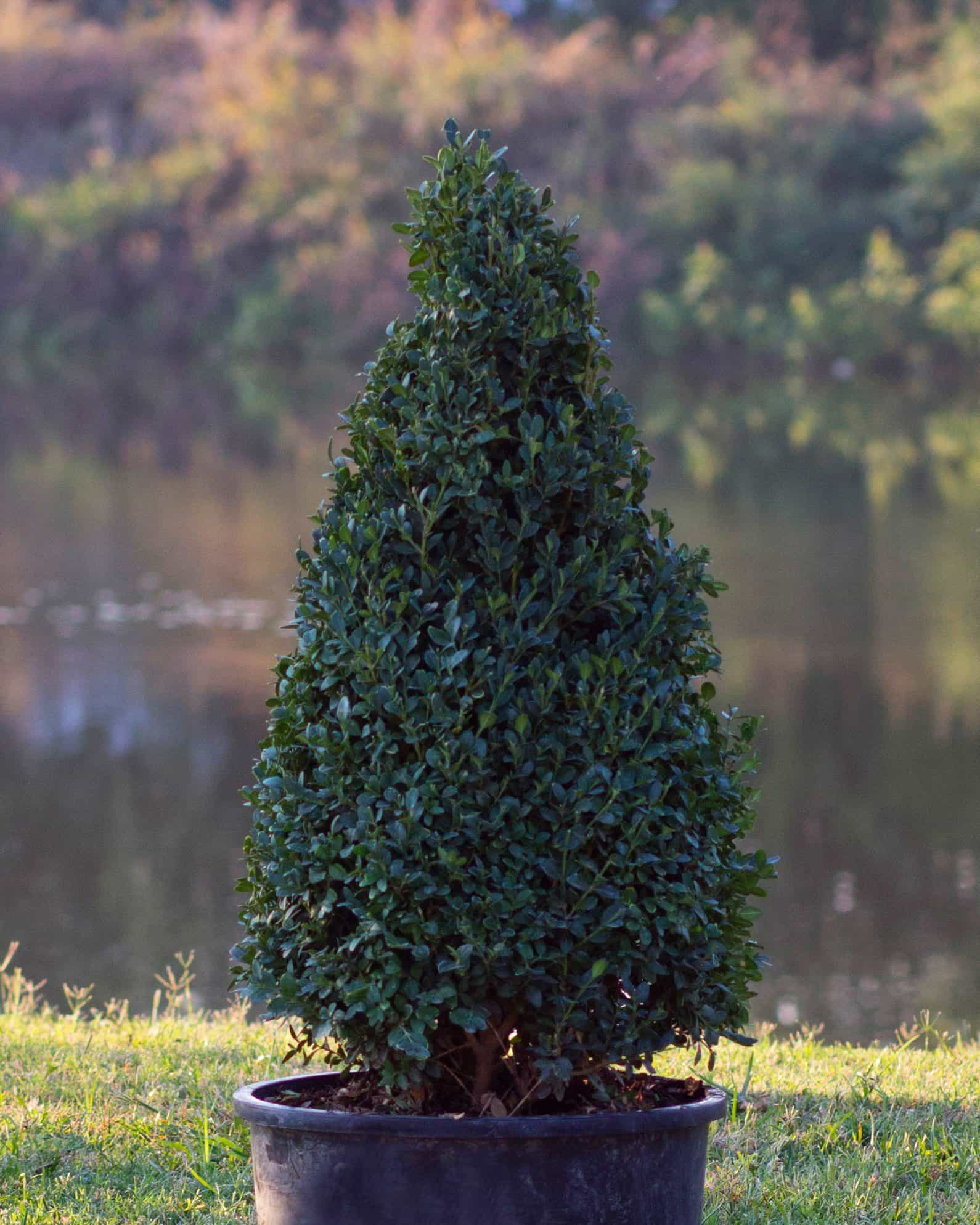Green Mountain Boxwood Cone
