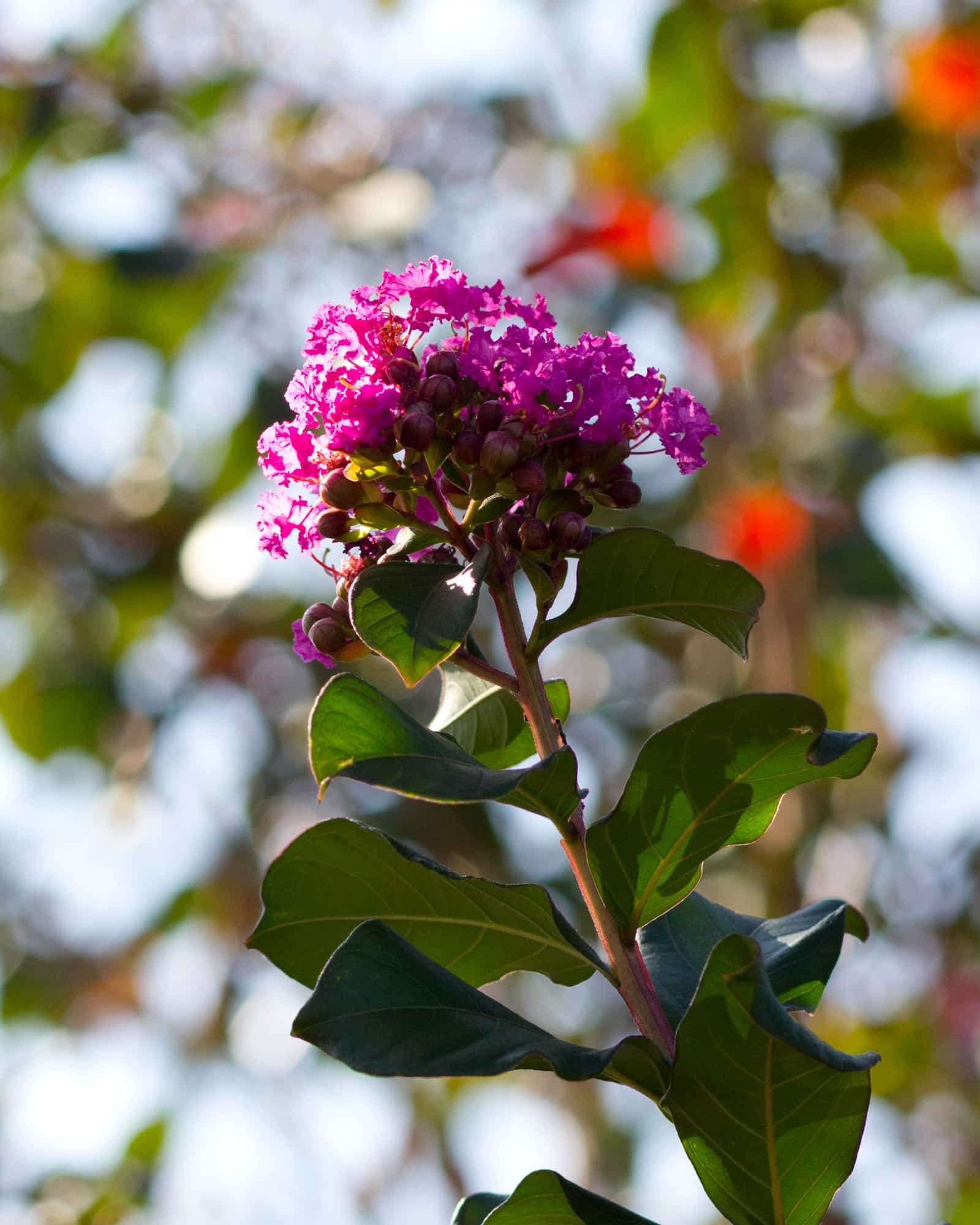Colorama Purple Crape Myrtle