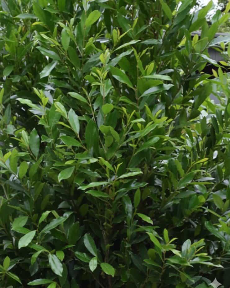 Cherry Laurel Everbrite