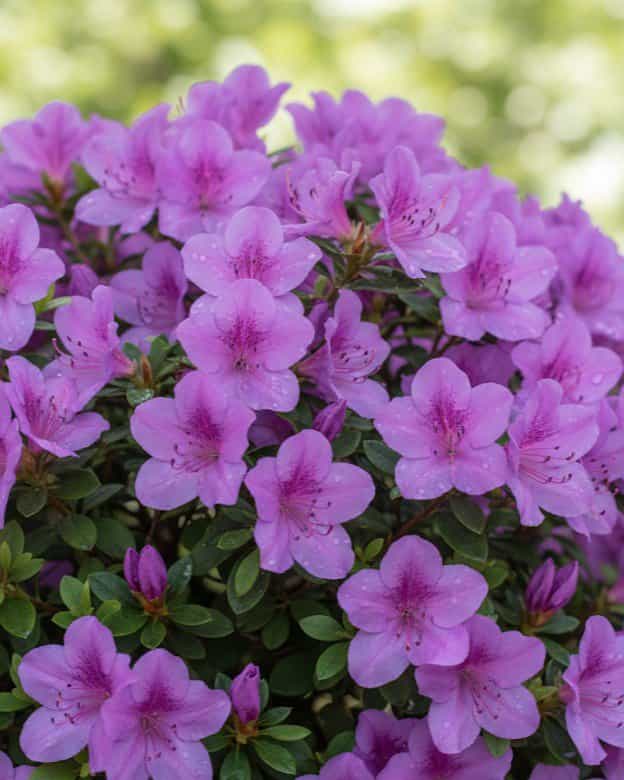 Encore Azalea Autumn Lilac