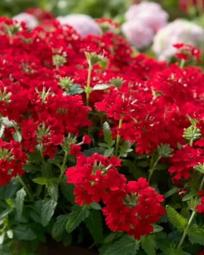 Endurascape Red Verbena