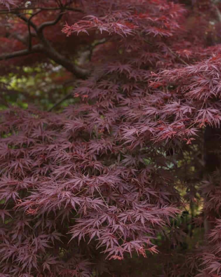 Ever Red Japanese Maple