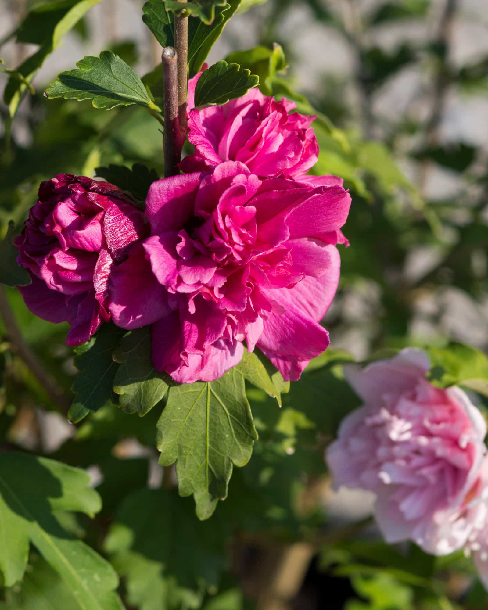 Fireworks Double Althea