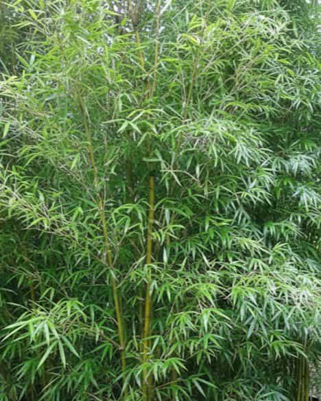 Graceful Bamboo