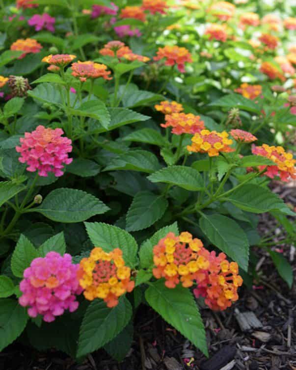 Havana Sunset Lantana