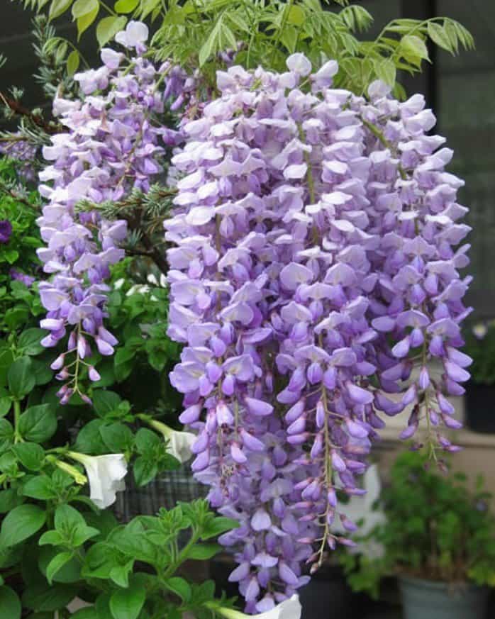 Lavender Falls Wisteria