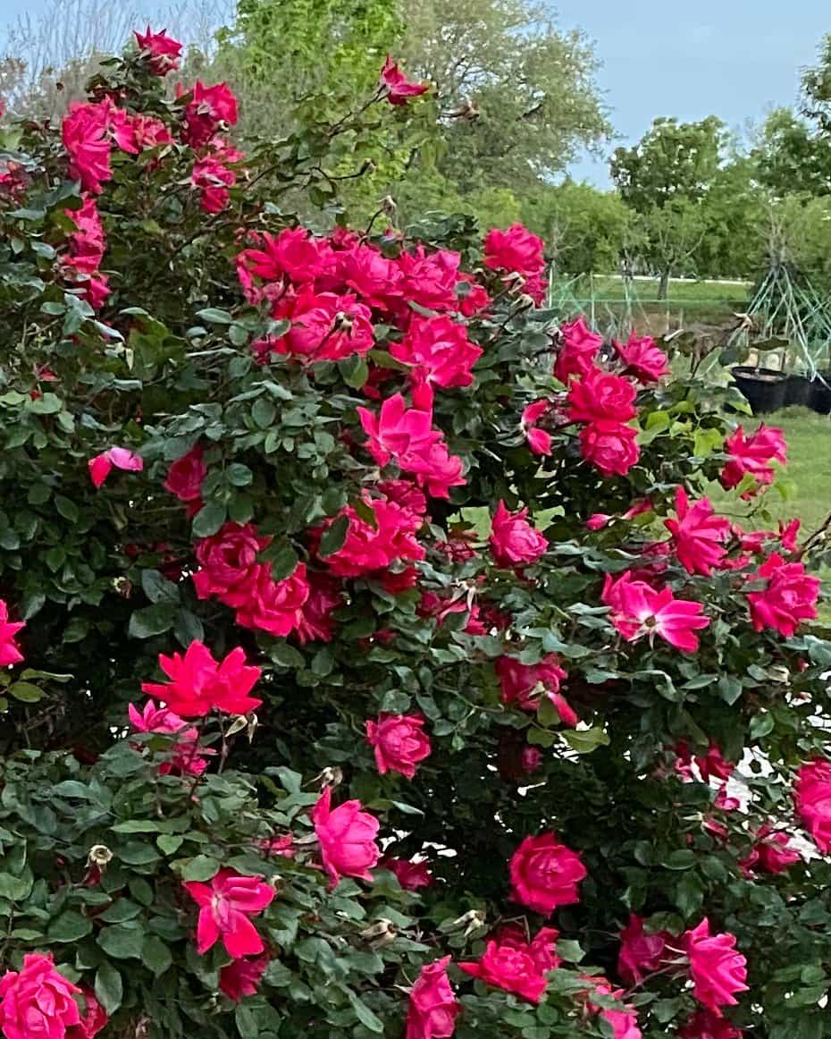 Knock Out Rose