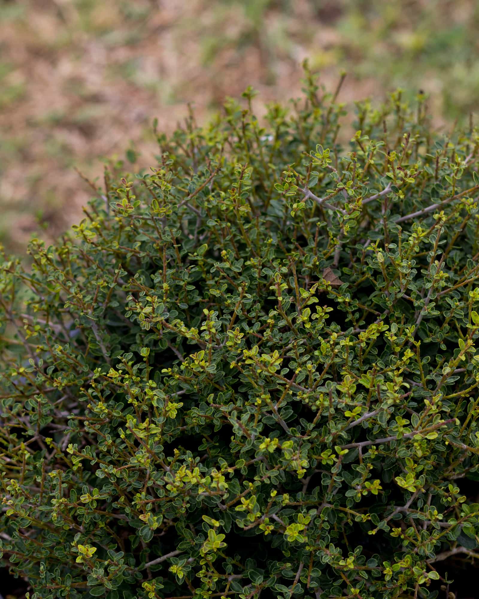 Micron Holly