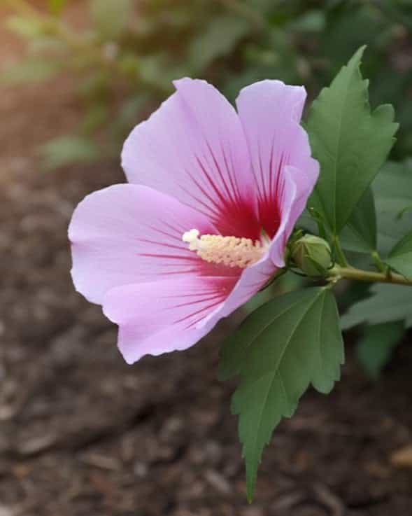 Orchid Satin Althea