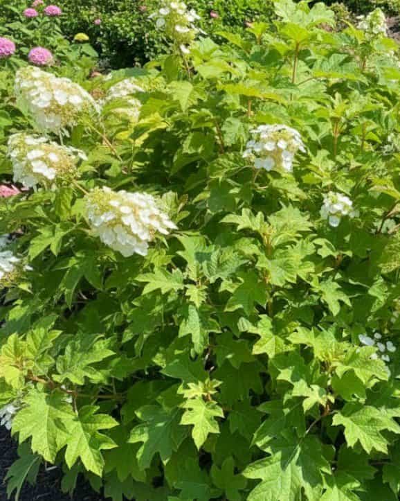 Oakleaf Hydrangea Toy Soldier