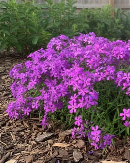 Paparazzi Jagger Phlox