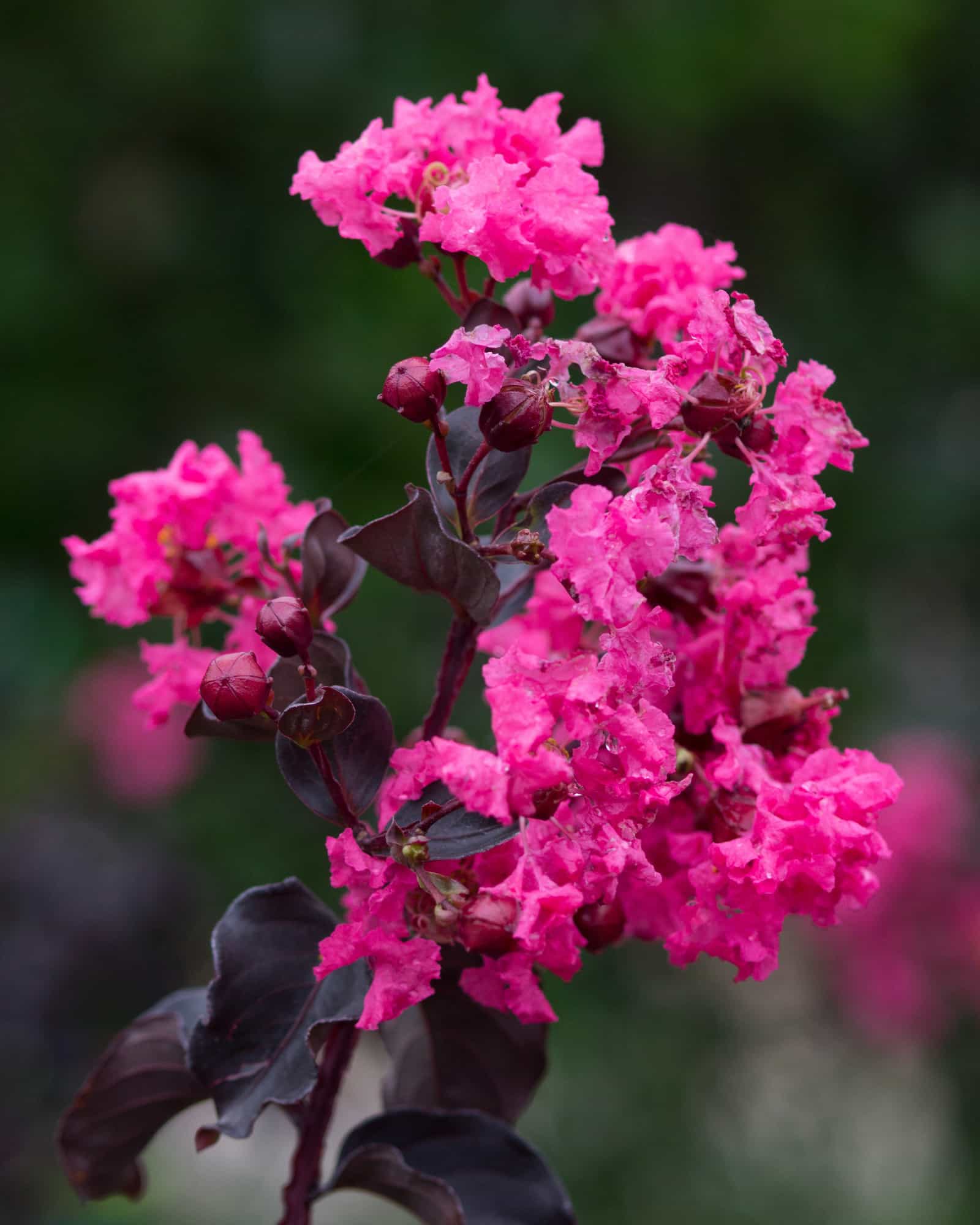 Black Diamond Shell Pink Crape Myrtle