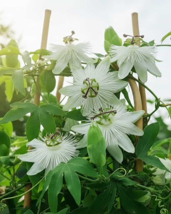 Riverside Snow Queen Passionflower