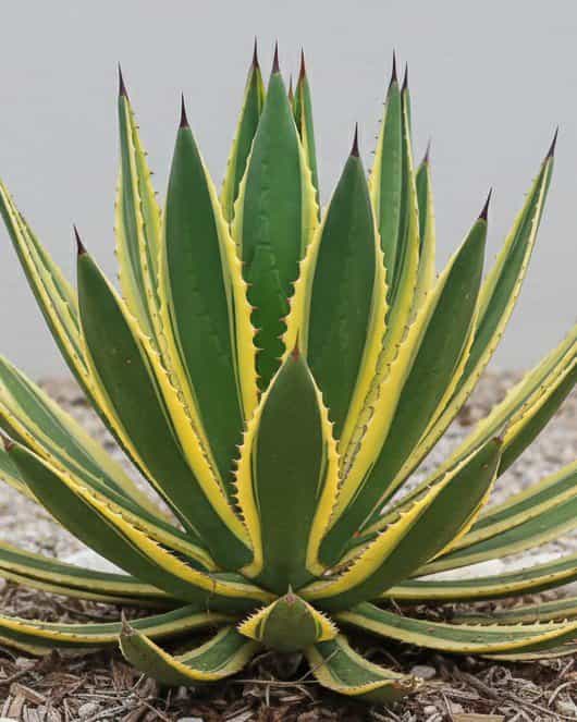 Quadricolor Agave