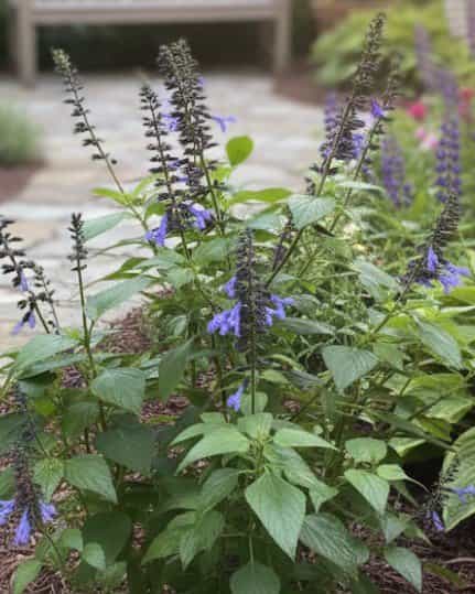 Rockin Blue Suede Shoes Salvia