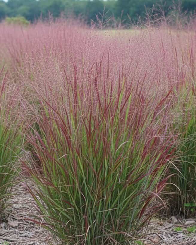 Shenandoah Switch Grass